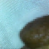 【女体の神秘】内視鏡(CCD)カメラで美女観察私服の中のおっぱい・腋・陰毛・お尻(触手の目)